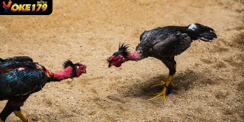 Đá gà OKE179 sân chơi trực tuyến dẫn đầu